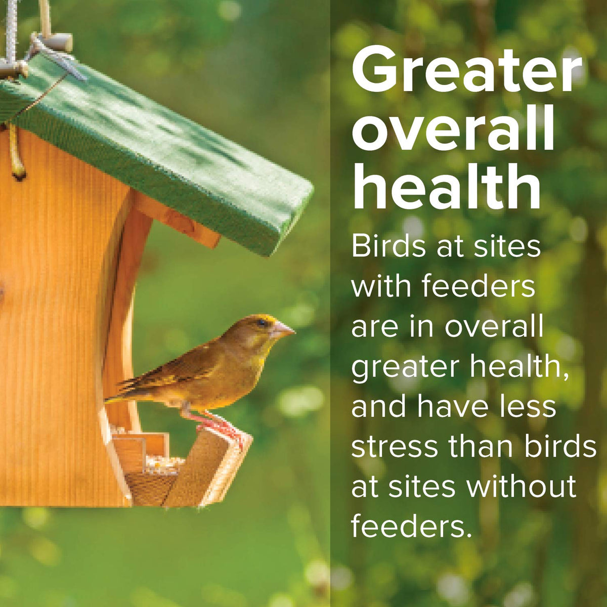 20 Pound Shell-Free Wild Bird Seed Mix W986869